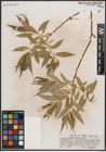 Foto von Salix caudata (Nutt.) A. Heller